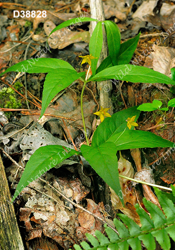 Lysimachia quadrifolia (Whorled Loosestrife, Primulaceae)